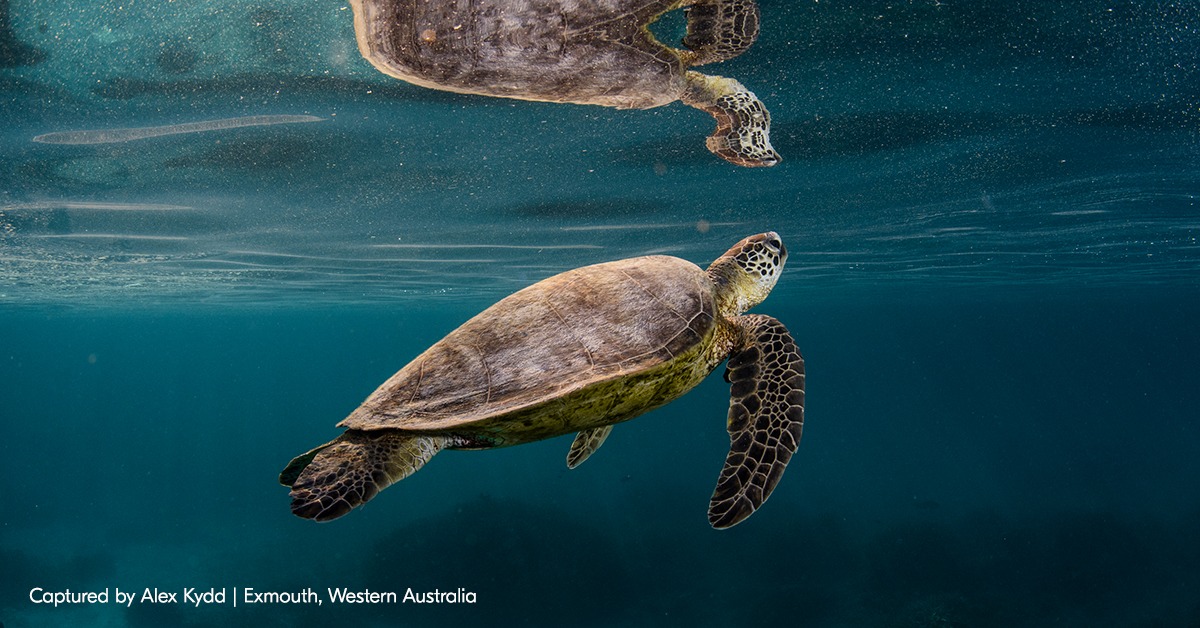Nikon Australia Facebook ad: A Test Page Like You've