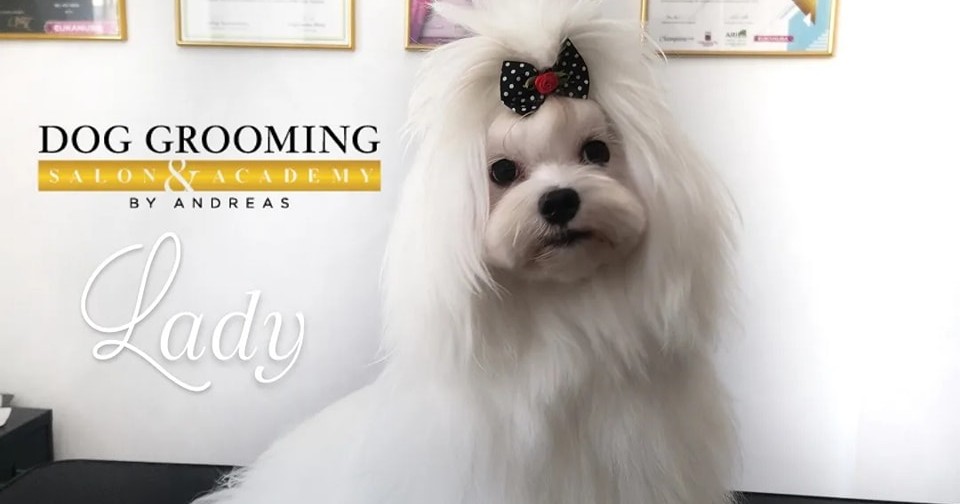 Dog Grooming by Andreas Salon & Academy Facebook ad