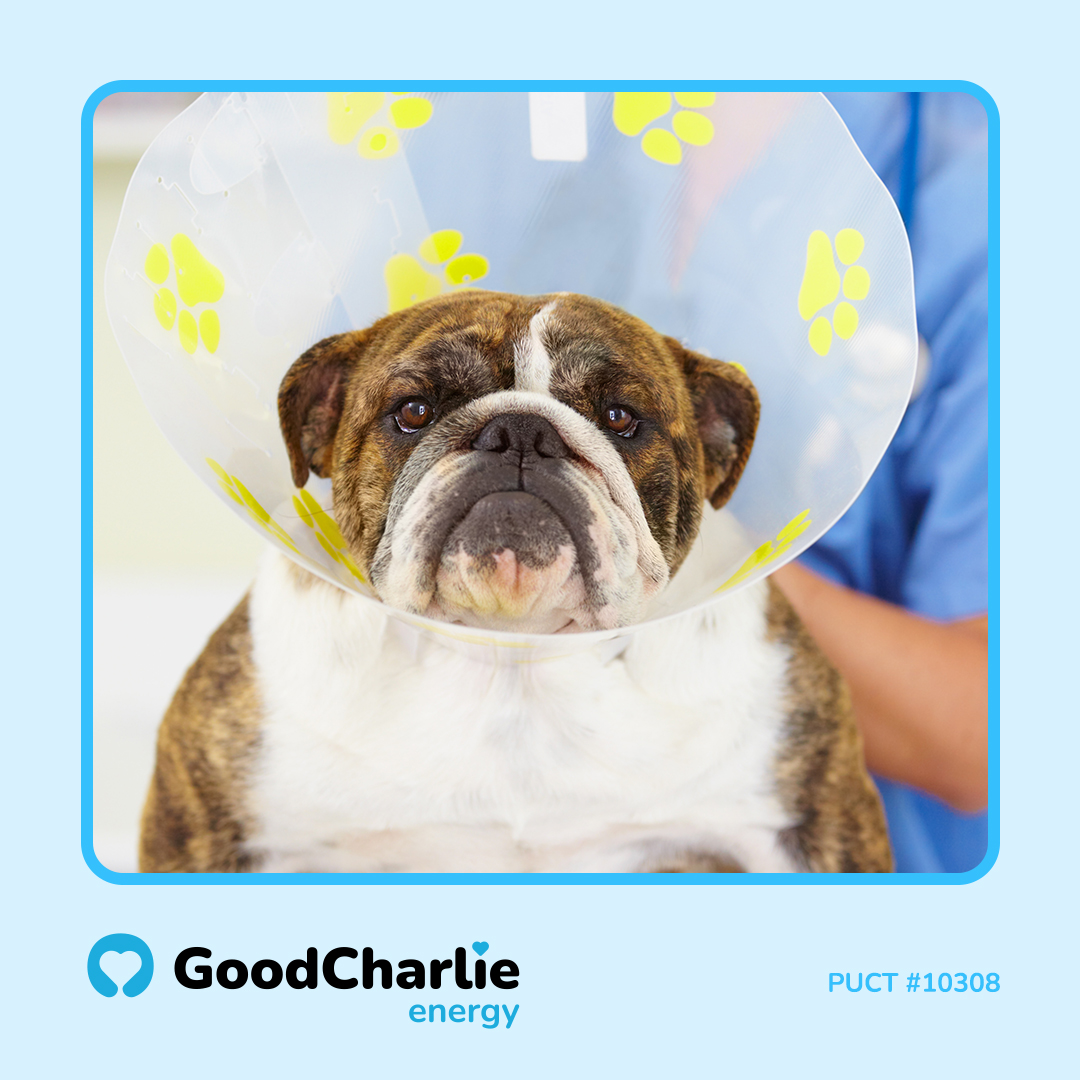 GoodCharlie Energy Facebook ad: Switch to the best electricity provider for pet…