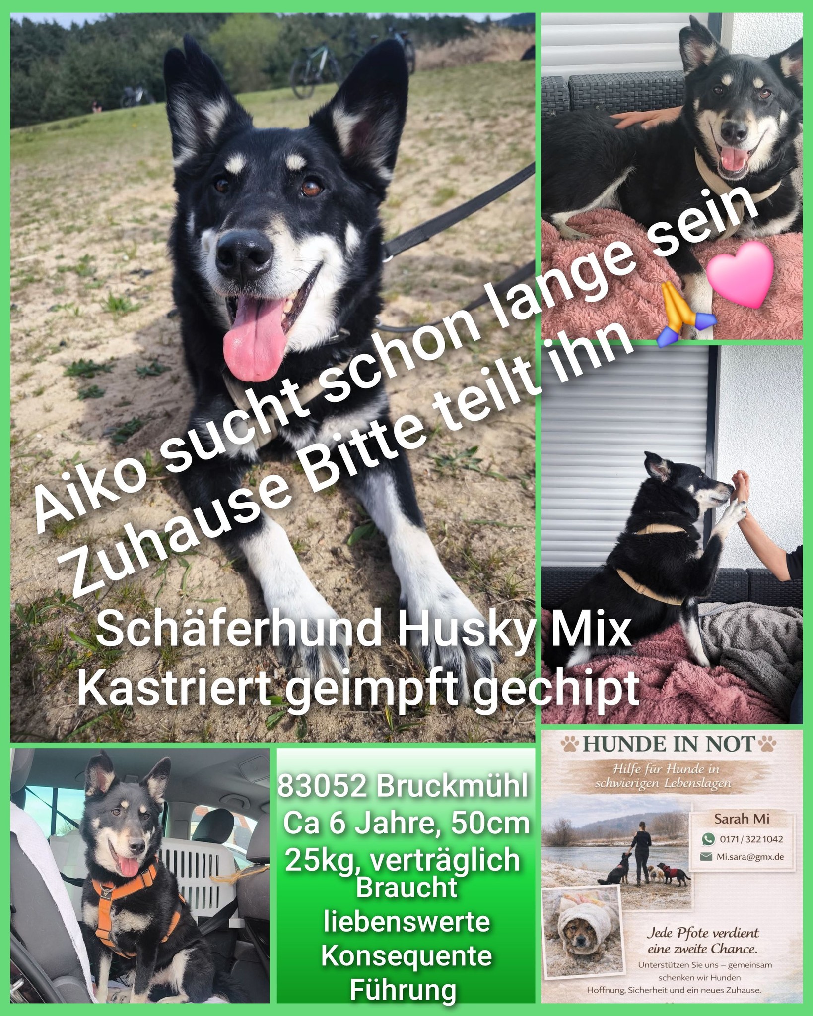 Sarah Mi Facebook ad: Aiko, treuer Begleiter wartet in 83052 Bruckmühl auf…