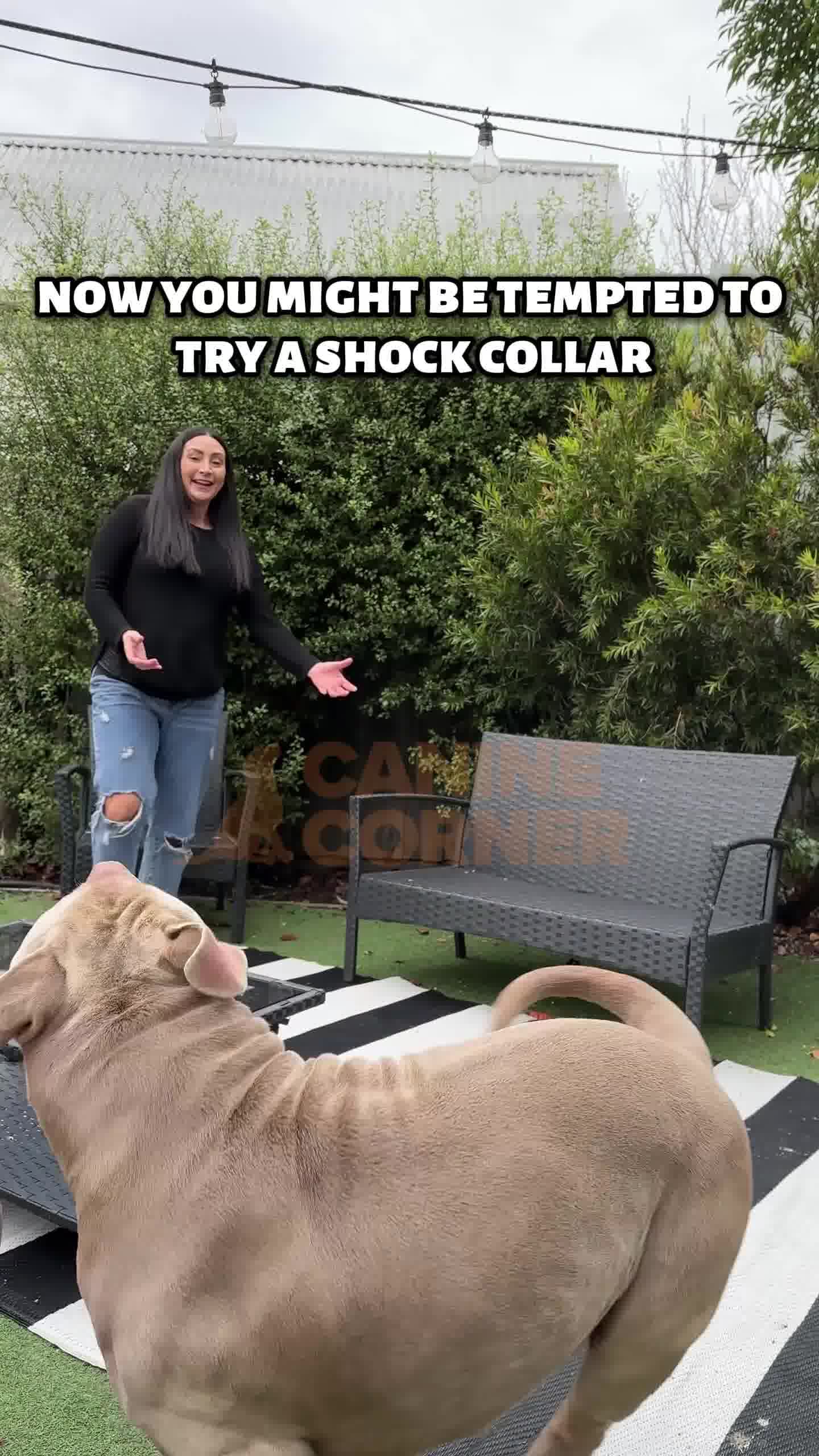 Canine Corner Australia Facebook ad: Automatic Bark Control Solution