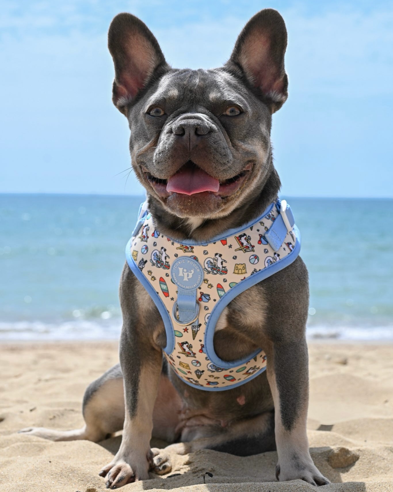 Iconic Pooch Facebook ad