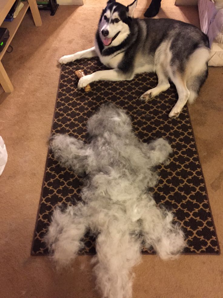 Furr Lab Facebook ad: You've learned to live with this. You didn't have to.