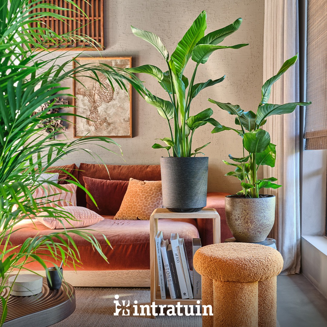 Intratuin Facebook ad