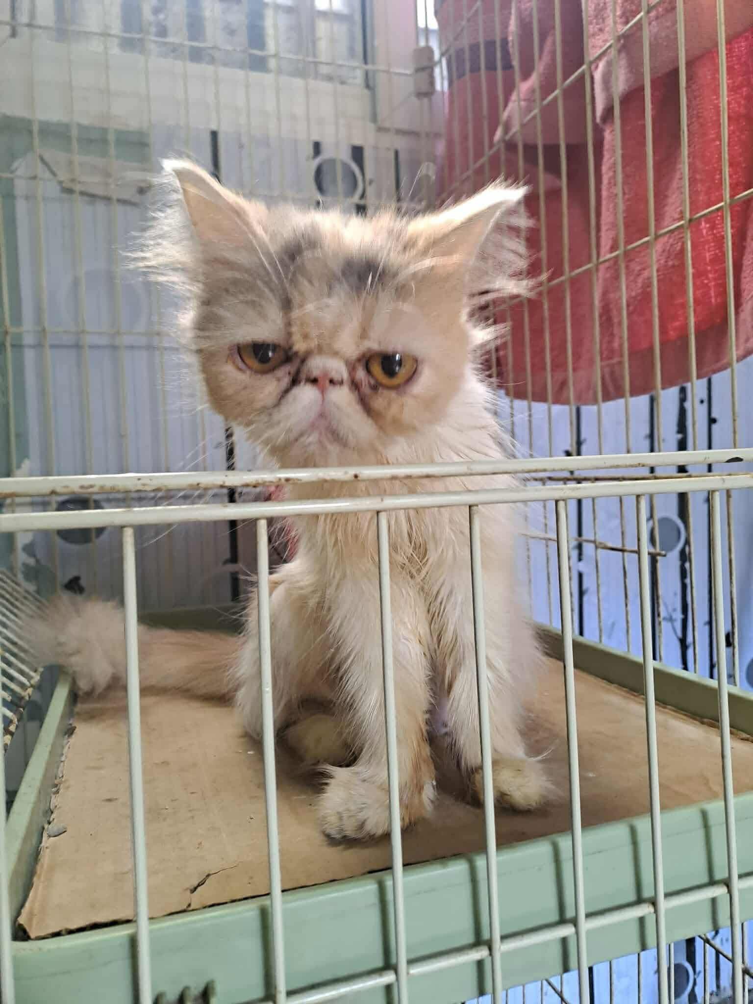 Same Day Pet Products Plaridel Bulacan Facebook ad