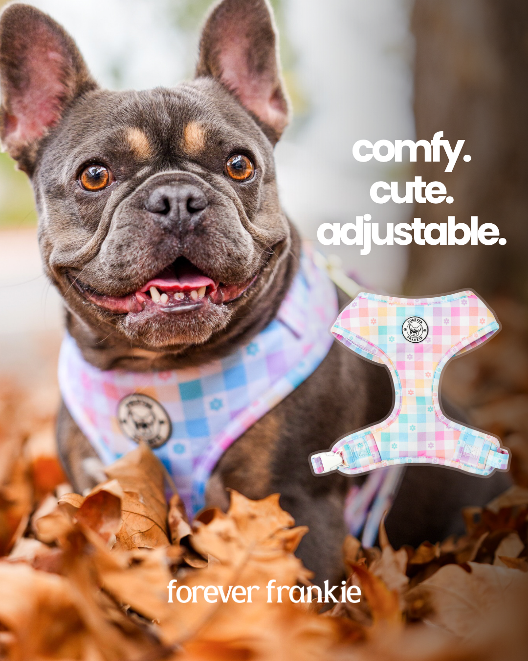 Forever Frankie Dog Accessories Facebook ad