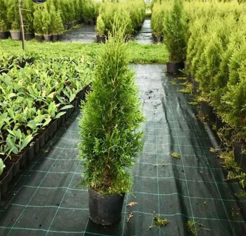 Krzysztof Mainka Facebook ad: Thuja Smaragd und Brabant Lebensbaum Thuja occidentalis…