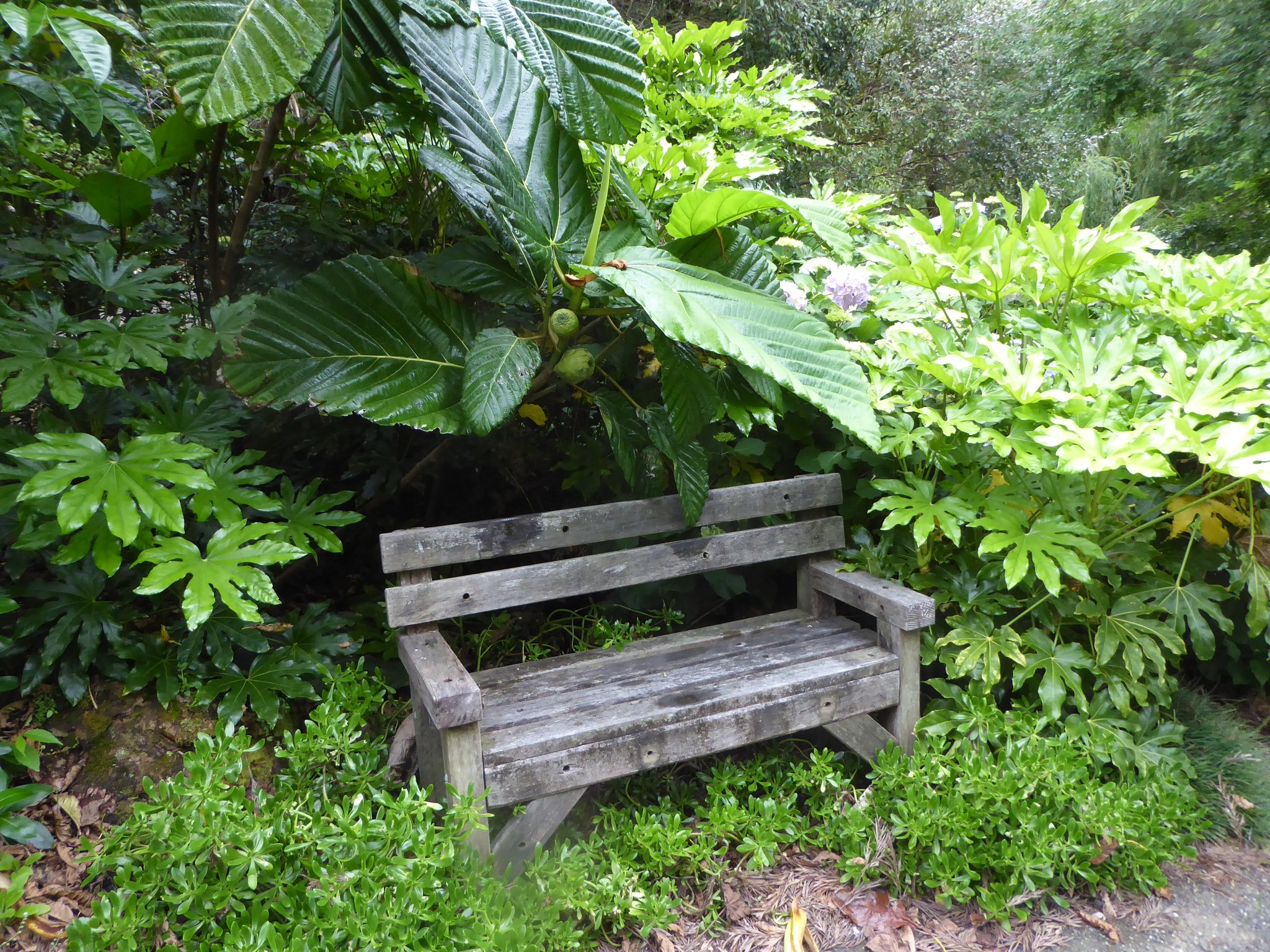 Kaipara Coast Sculpture Gardens Facebook ad: Staying in Auckland this Summer?
