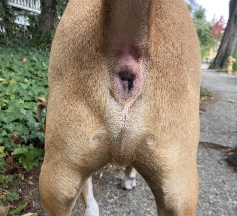 Jenny Dog care Expert  Facebook ad