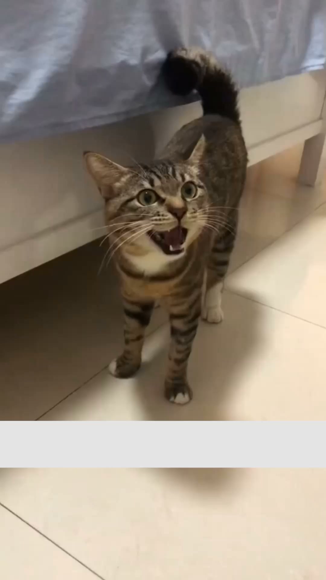Felinela.bg Facebook ad: Натурално забавление