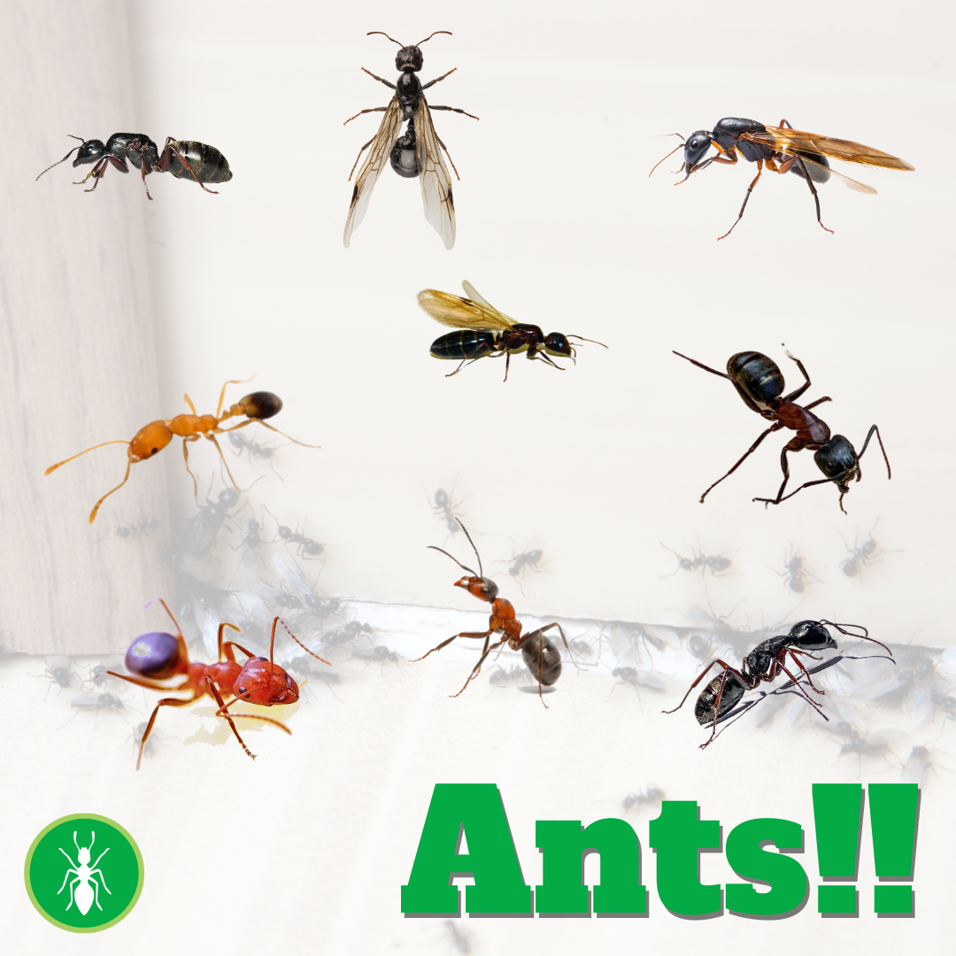 Westside Pest Control Ltd. Facebook ad