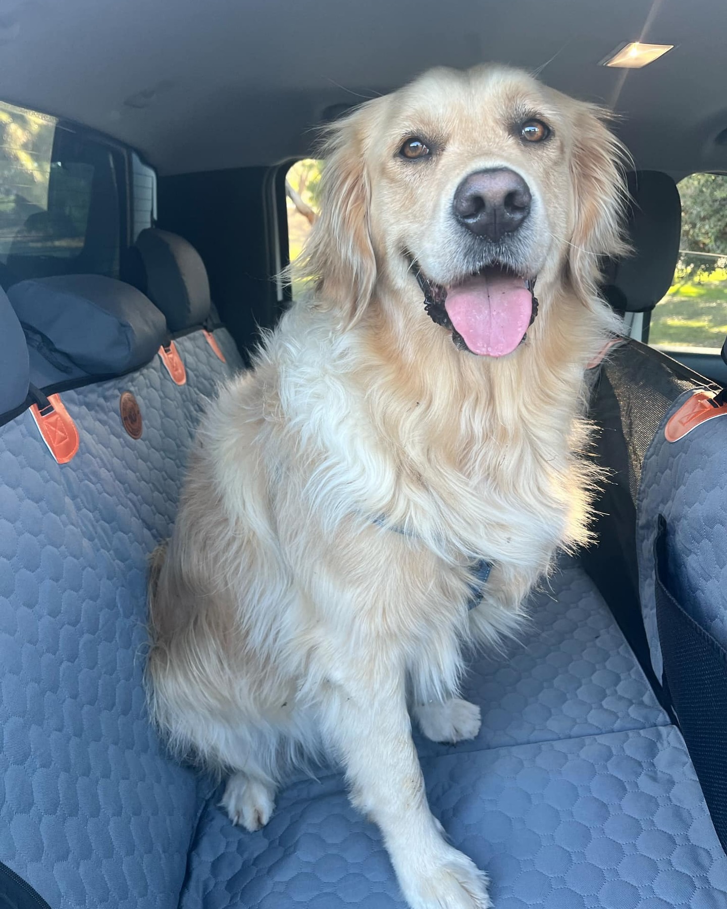 Ruff Roads Supply Facebook ad: Keep Your Dog And Car Protected