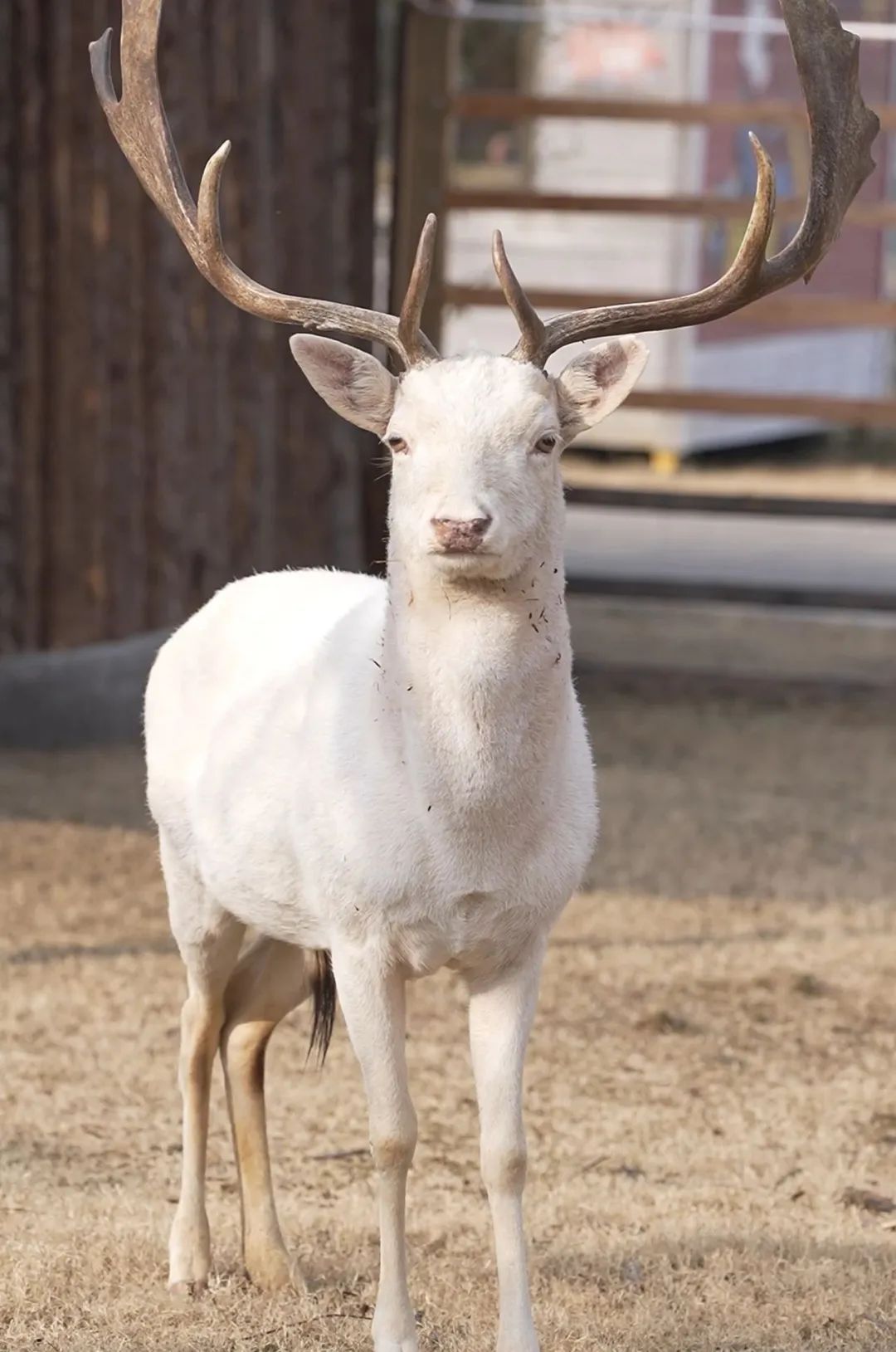 Discover Yancheng Facebook ad: At the white sika deer (aka moonlight spirits)…