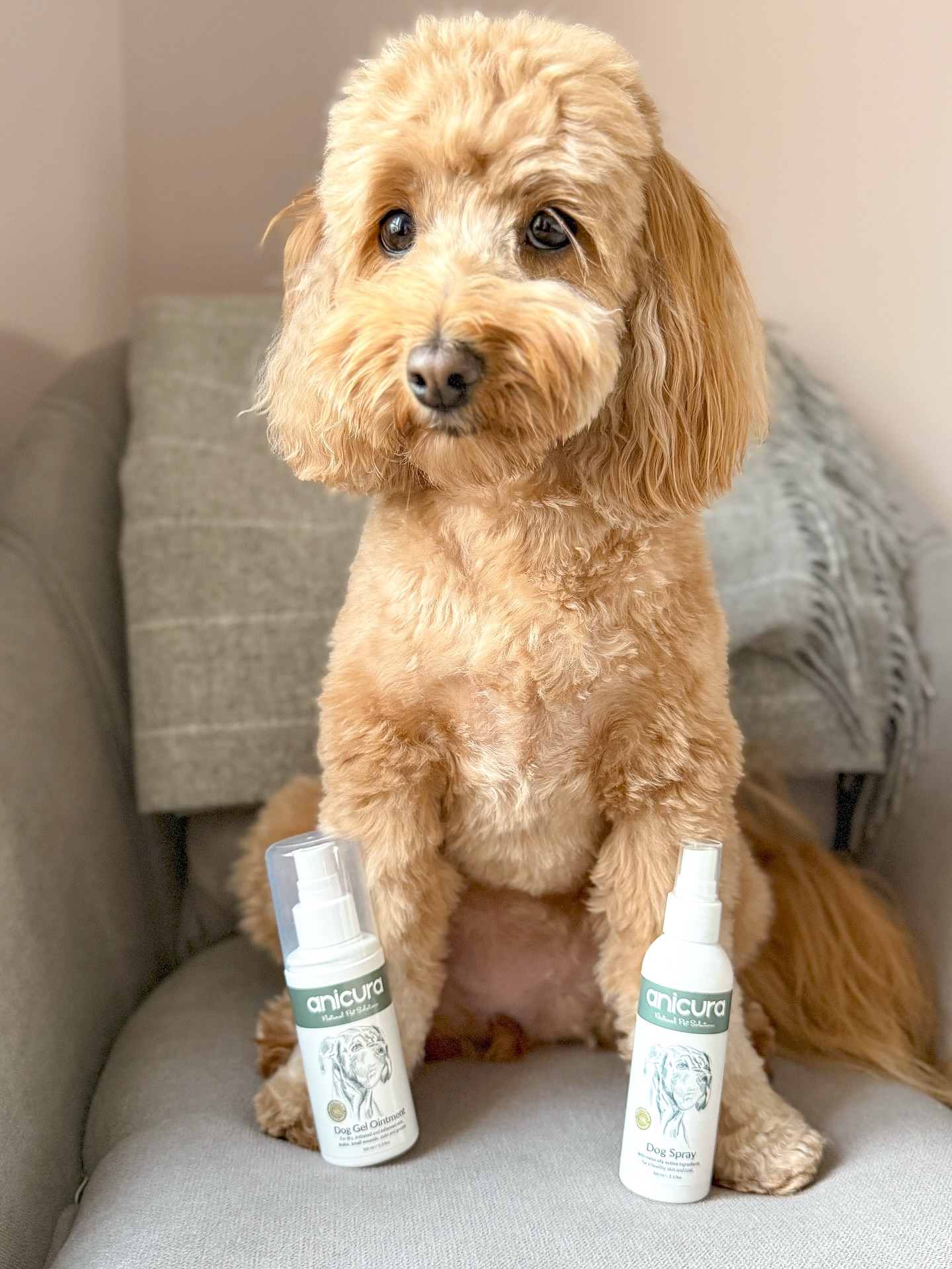 harley_the_red_cockapoo Facebook ad