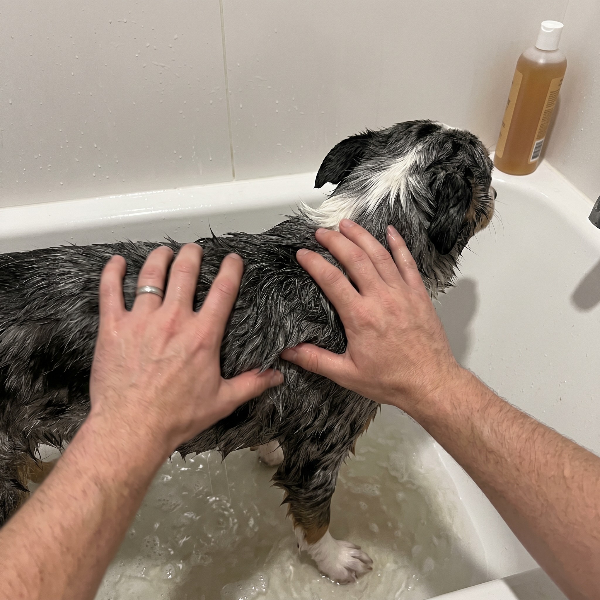 Rafitheminiaussie Facebook ad: 3 Years In, I Finally Know Why My Dog Hates Baths