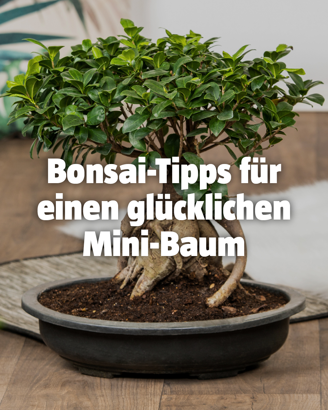 BAUHAUS Deutschland Facebook ad