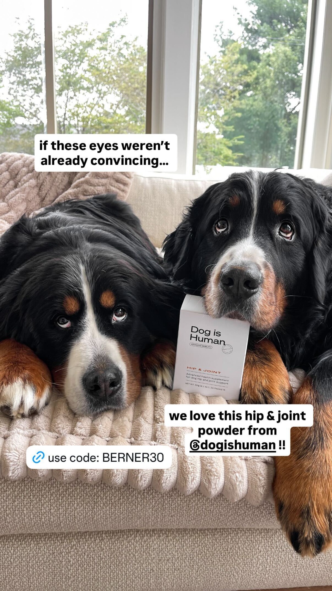 Dog is Human Facebook ad
