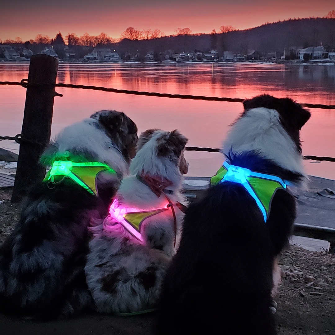 Noxgear Facebook ad: This is the BEST dog light there is.