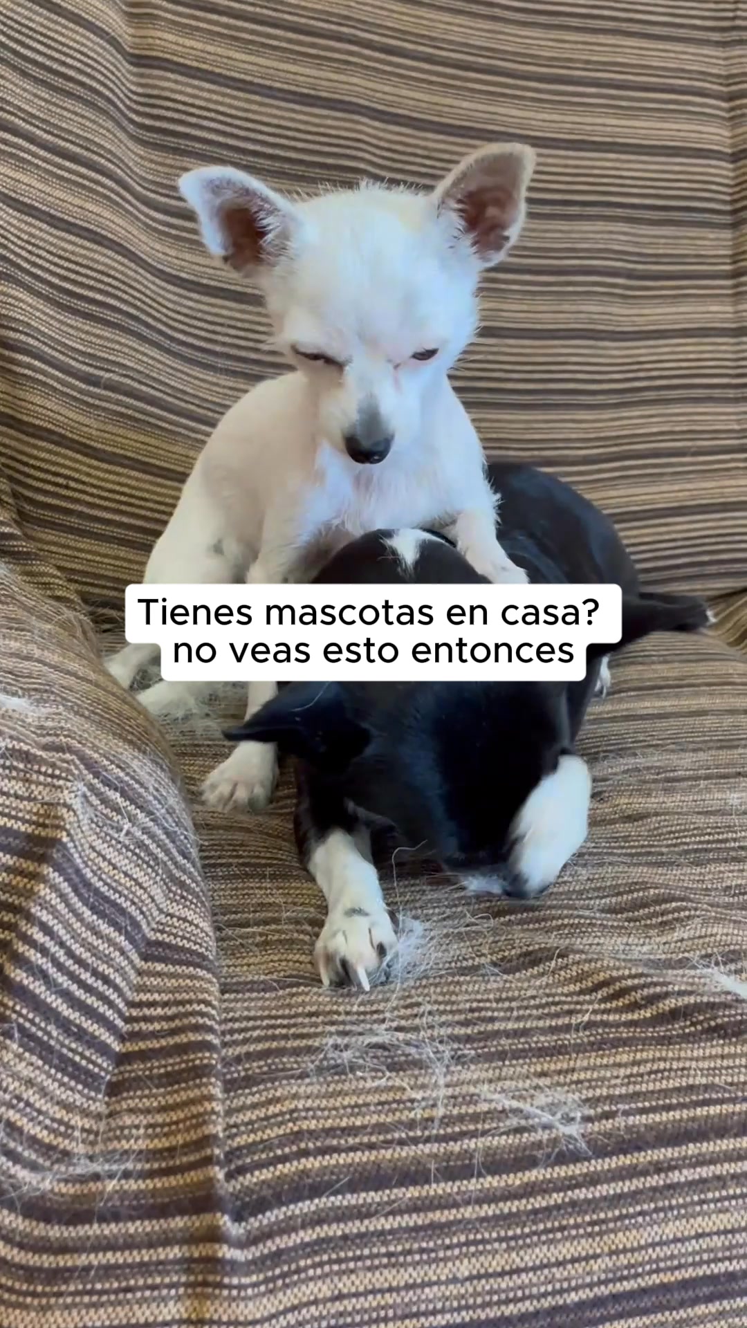 Softpet Facebook ad: Gánale la batalla al pelo de tu mascota.