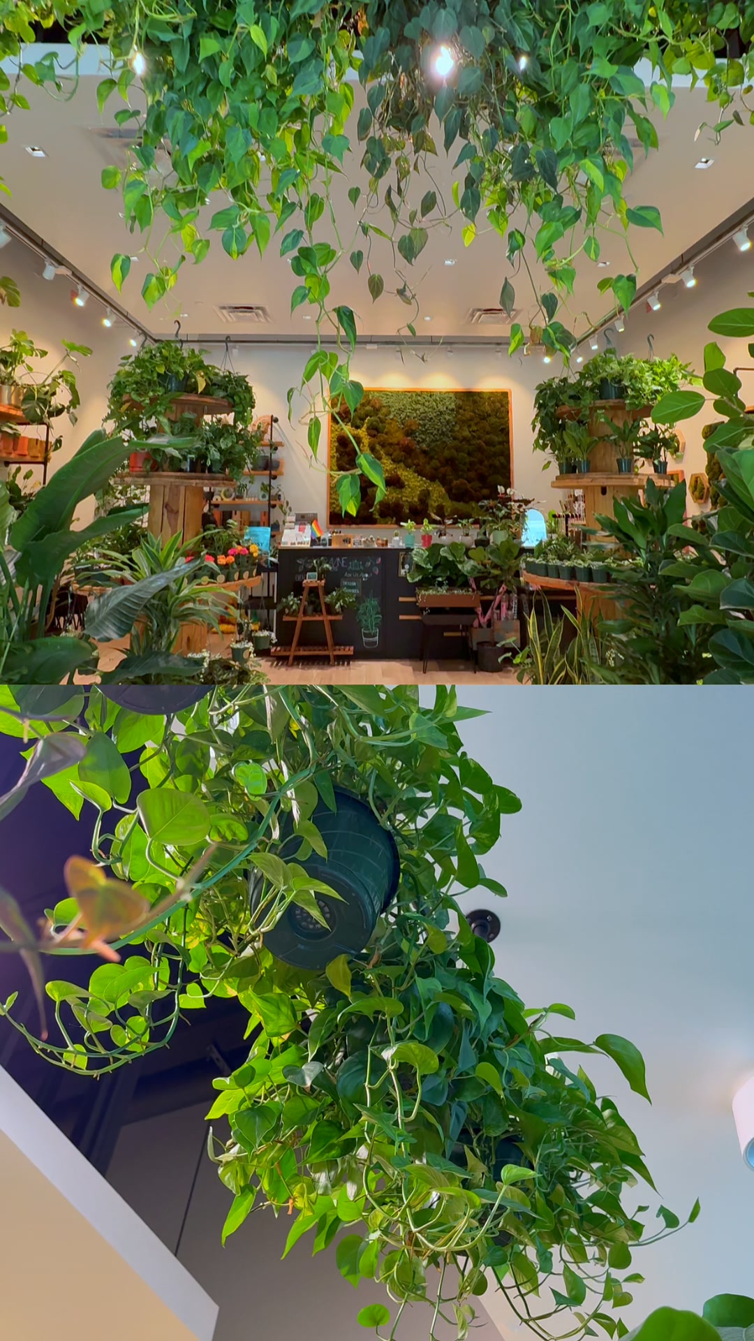 Yura Vine Brothers Facebook ad: Visit Our Water Street Plant Shop