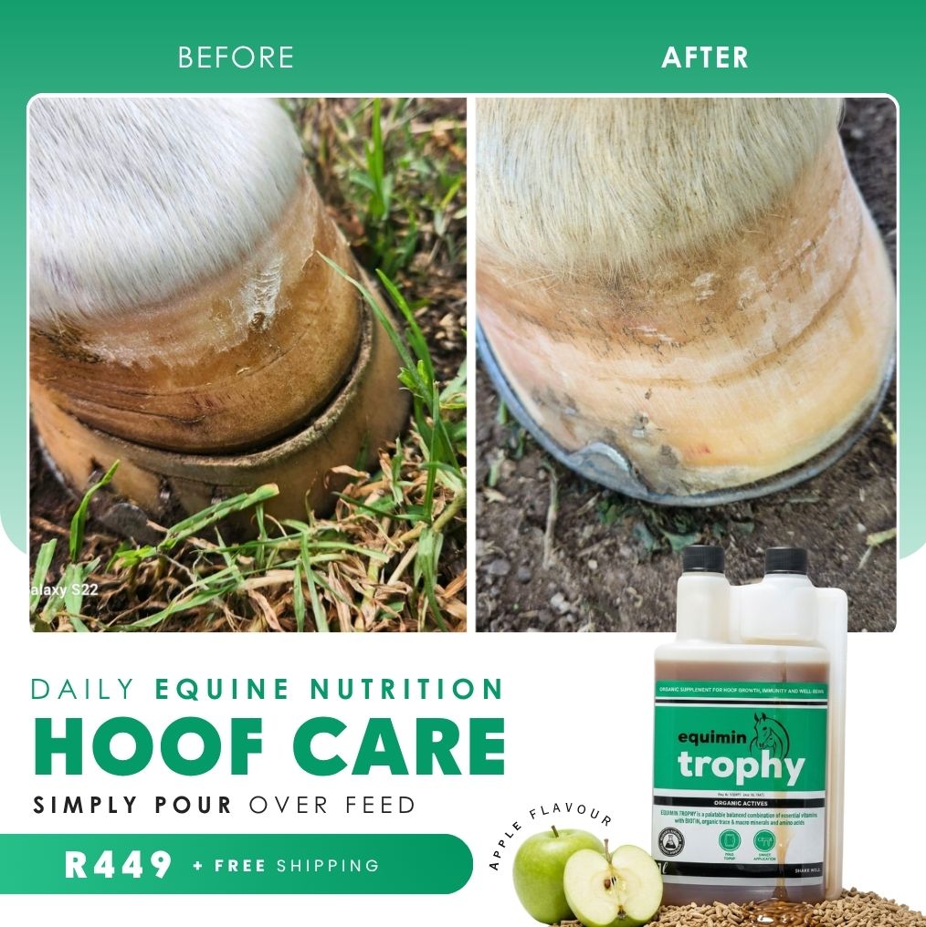 Camelus Facebook ad: Support in Every Step
