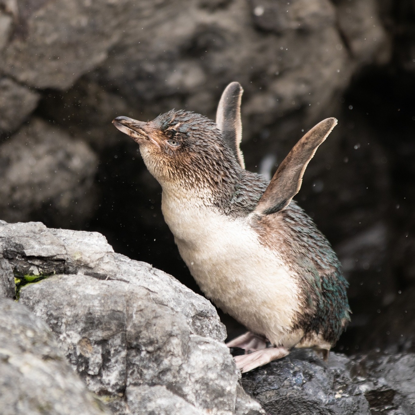 Pōhatu Penguins/plunge Facebook ad: Experience the ultimate New Zealand wildlife experience…