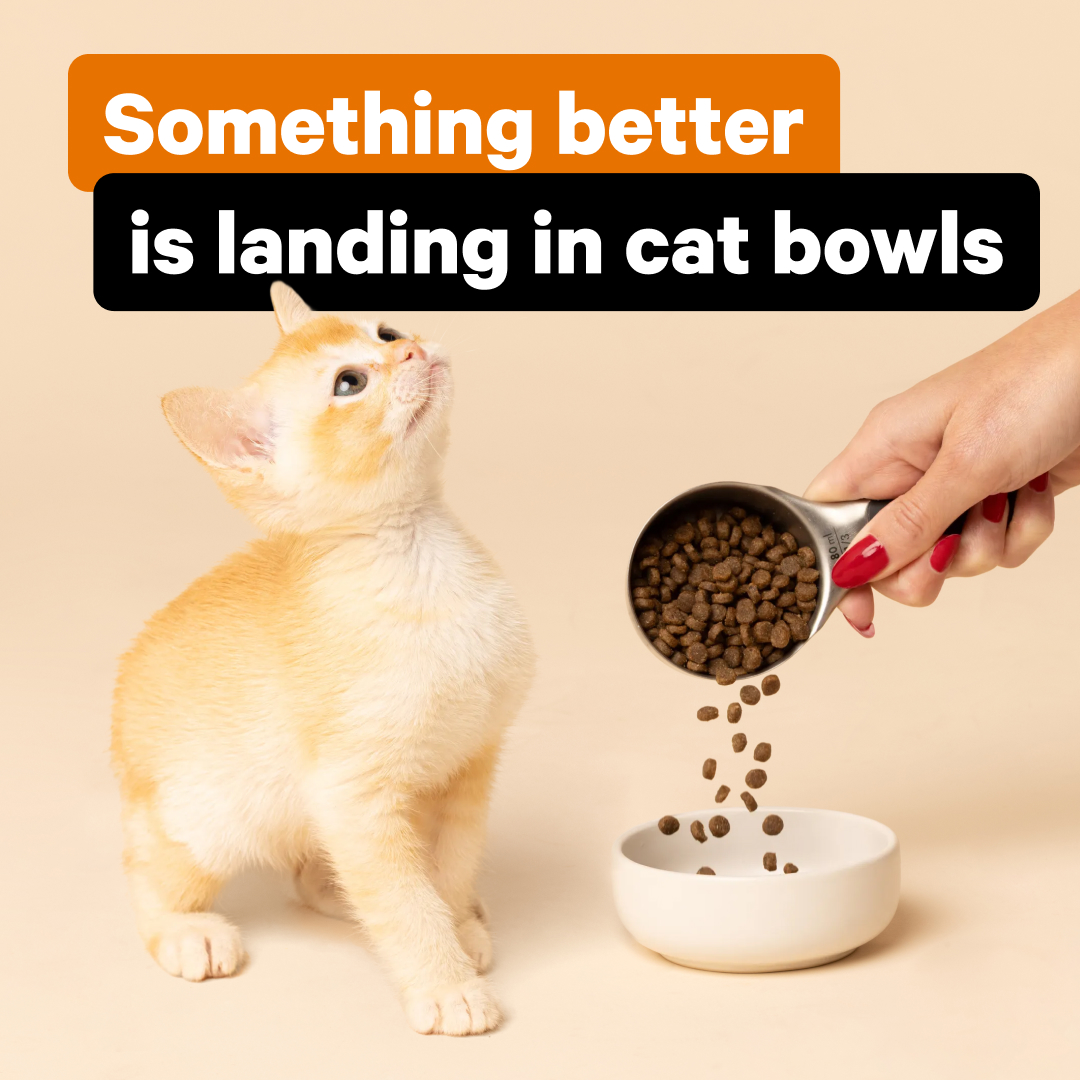 SavourLife Facebook ad: Complete nutrition for kittens’ crucial early months.
