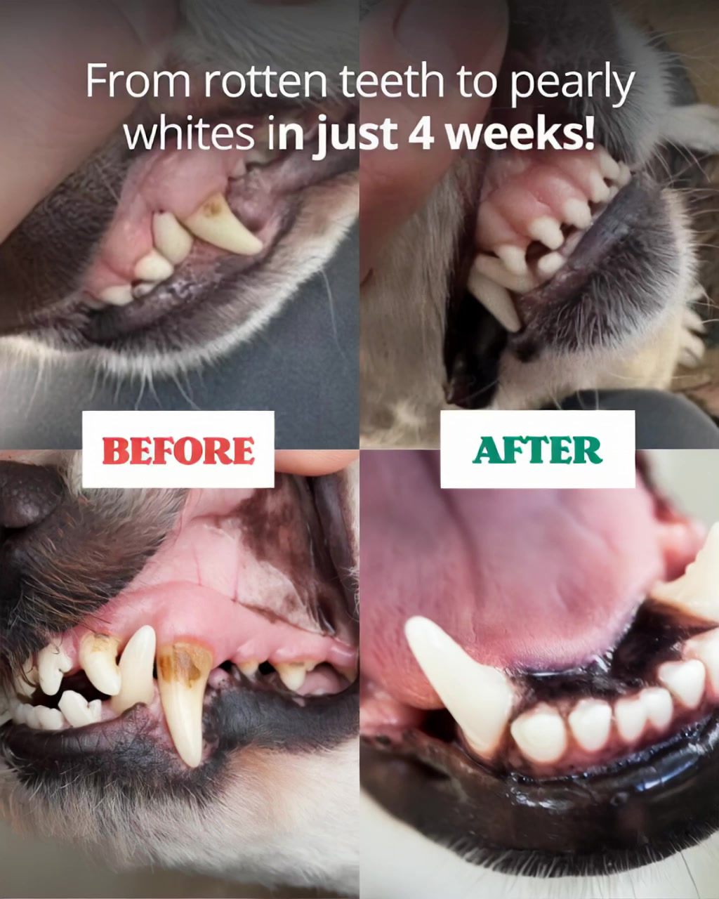 Dog Health Insider Facebook ad