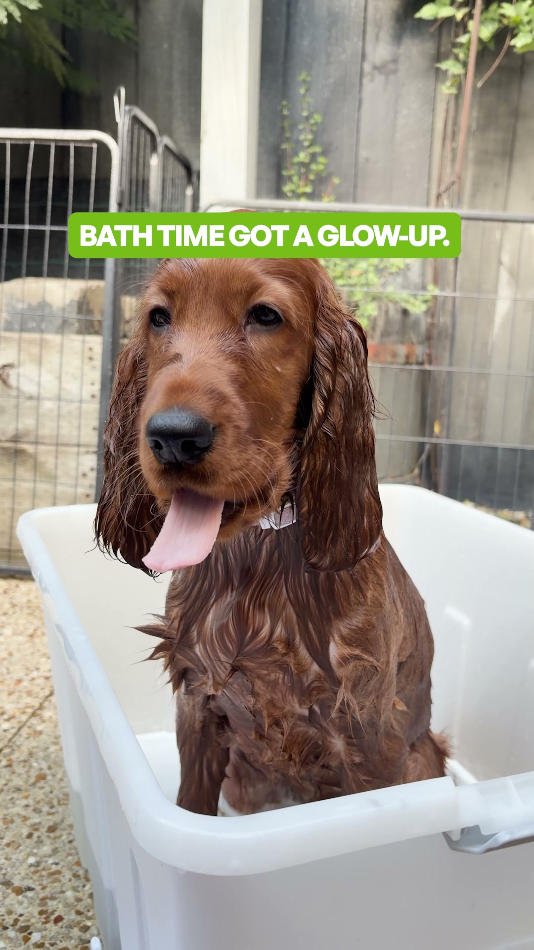 Pawlab Facebook ad: The pH Problem Every Dog Owner Should Know About