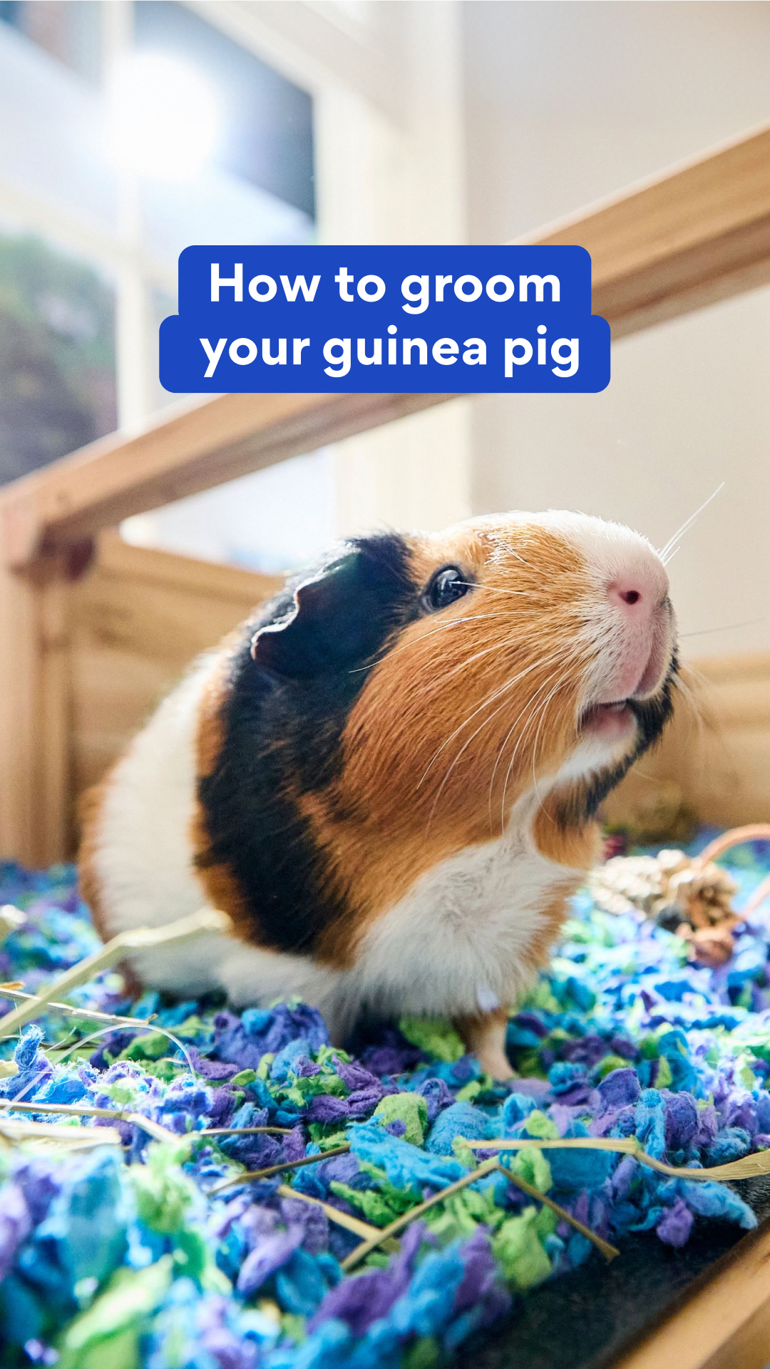 Chewy Facebook ad