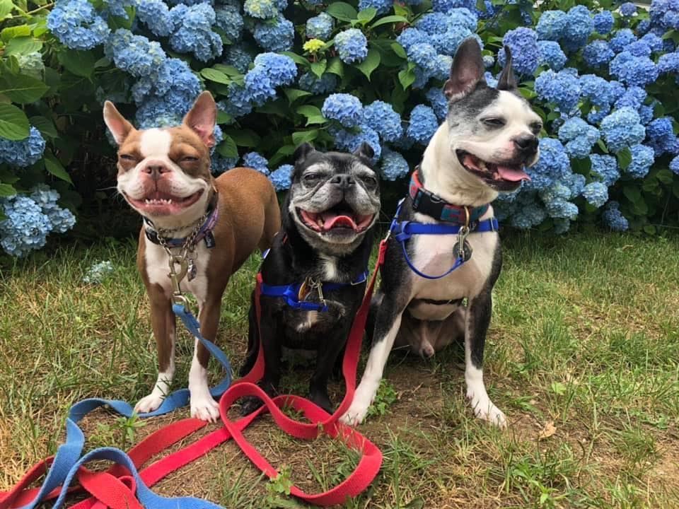 Bark Busters Home Dog Training Westchester Facebook ad: Customized training solutions for ALL your dog's behavioral…
