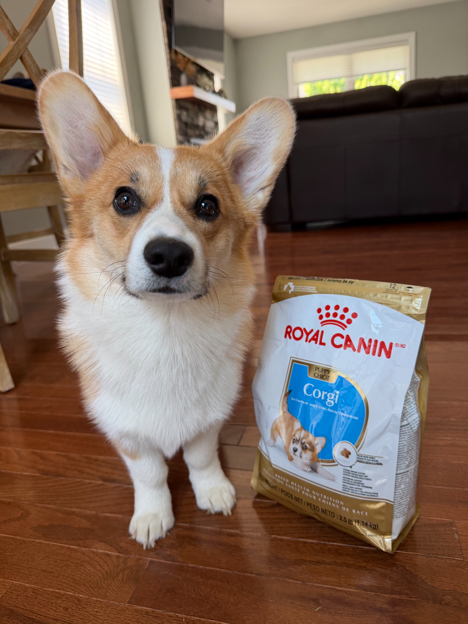 Royal Canin Facebook ad