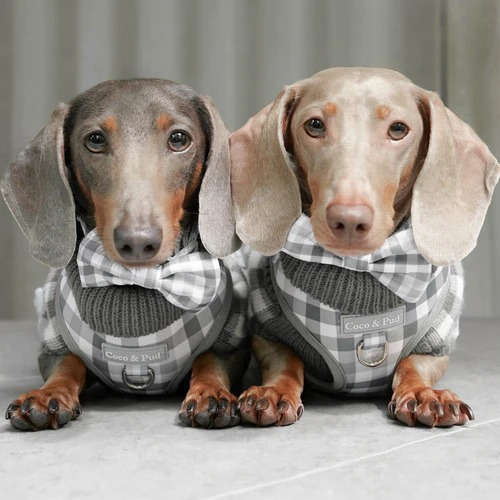 Coco and Pud Facebook ad: Limited Edition New Arrivals