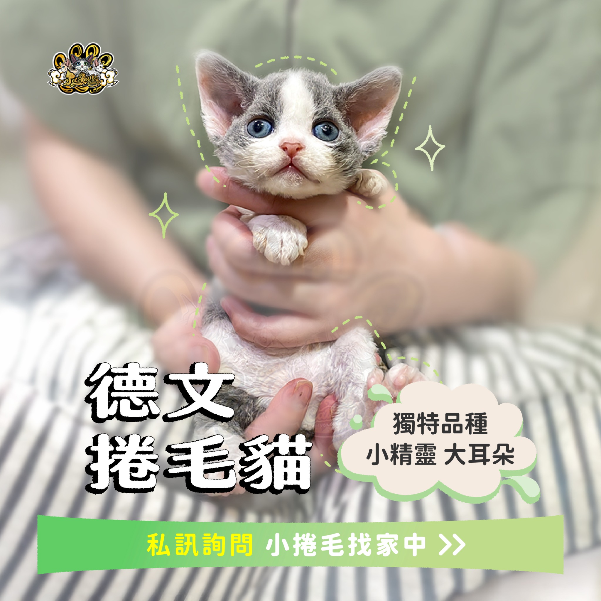 寵愛德文捲毛貓舍 PetLove DevonRex Cattery Facebook ad: 獨特大耳朵小精靈