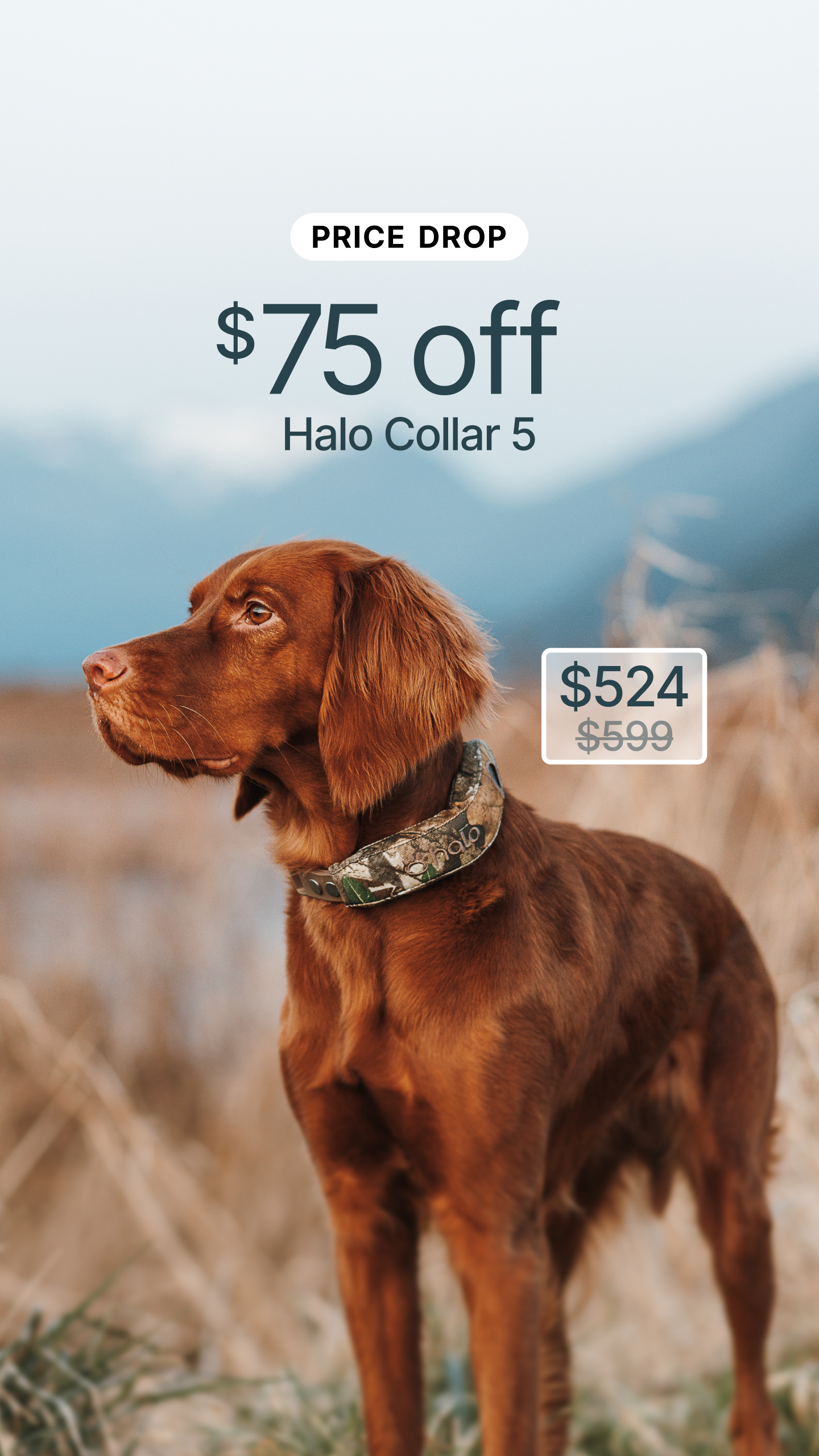 Halo Collar Facebook ad