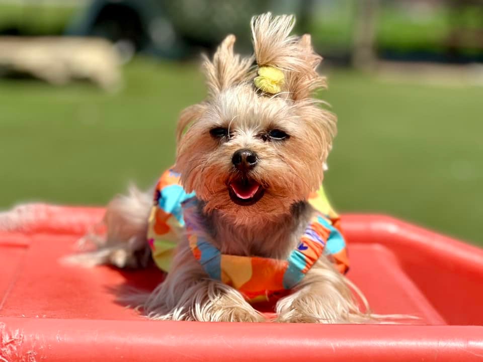 Happy Dogs Facebook ad from Aug 14, 2023