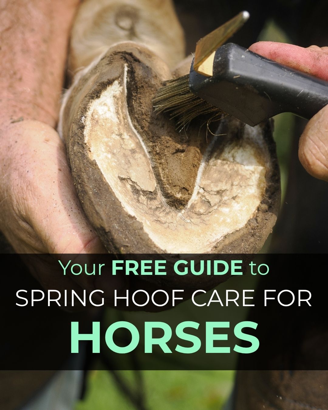 The Hoof Co Facebook ad: Free Hoof Care Guide
