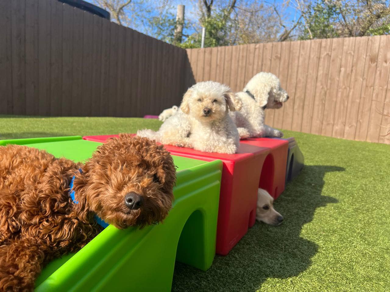 Pampered Pup'z Facebook ad: We offer Dog Day Care, Overnight Boarding, Grooming…