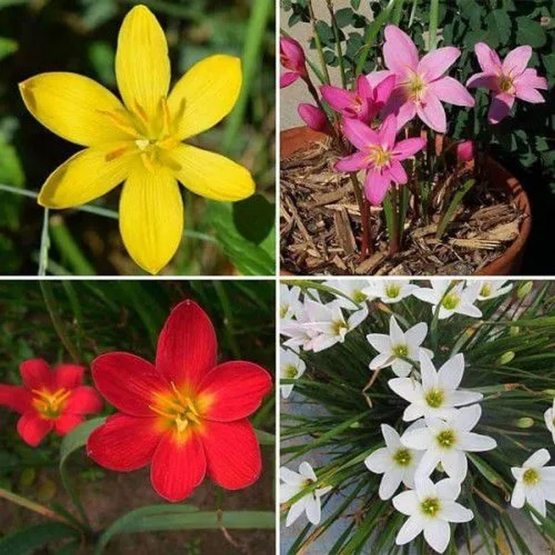 Beejwala Facebook ad: Buy Flower Seeds | Vegetable seeds | Herb…