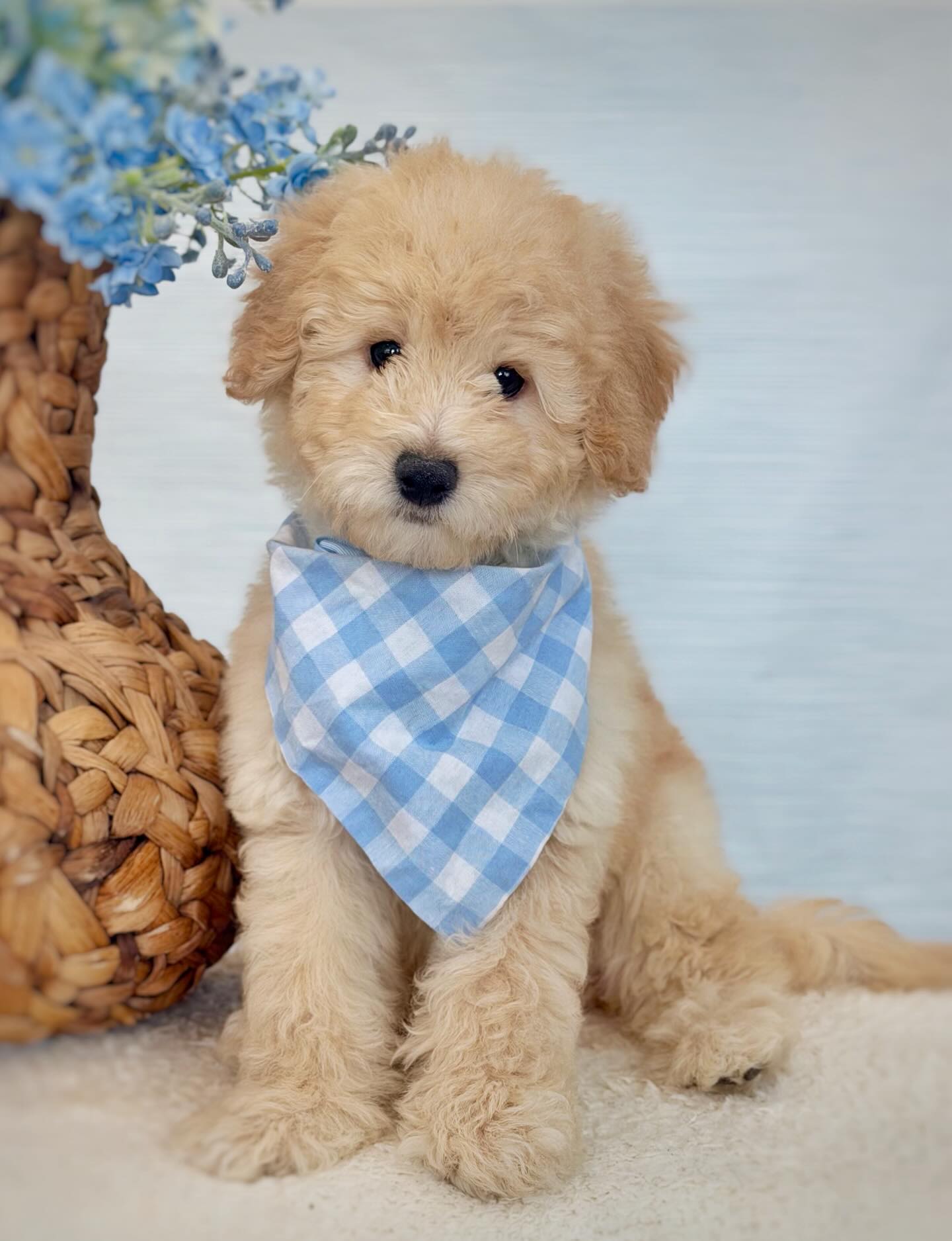 Smeraglia's Teddy Bear Goldendoodles & Schnoodles Facebook ad