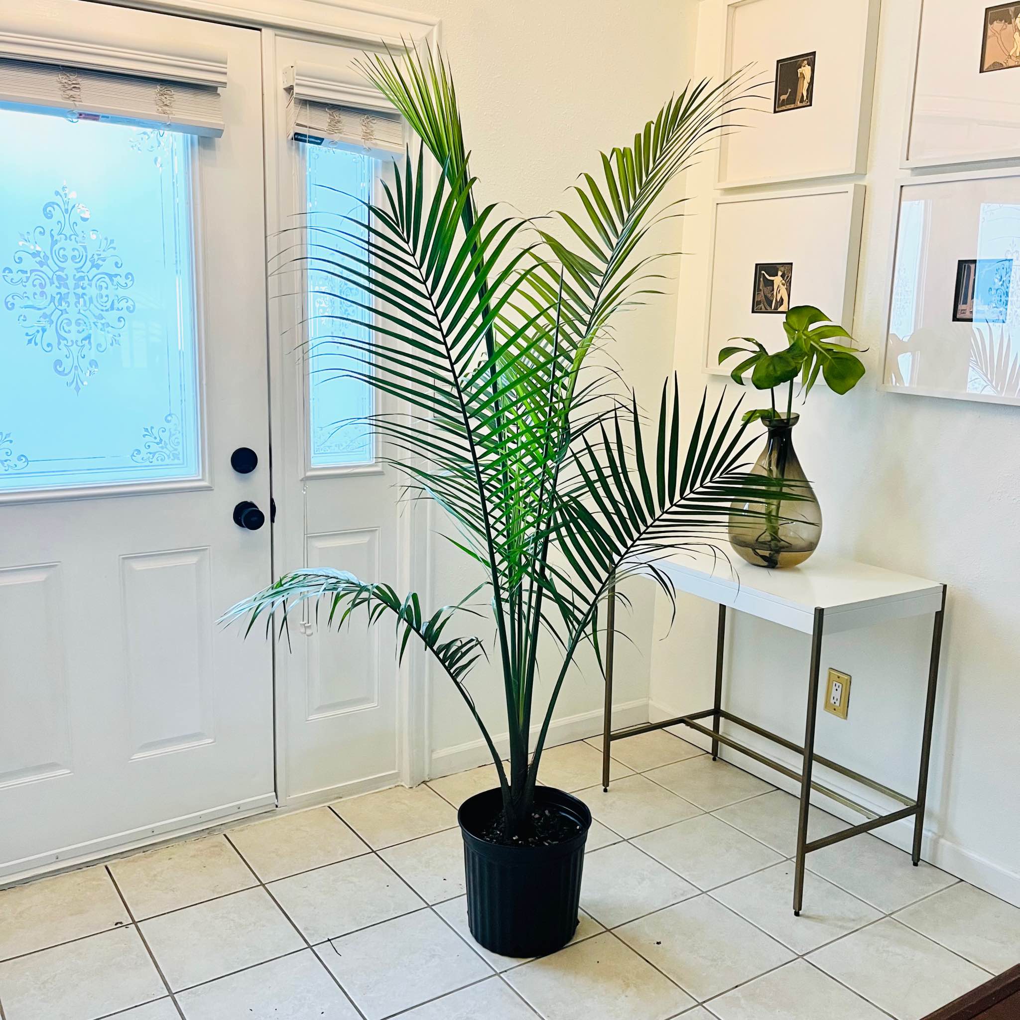 Suitor May Facebook ad: 6'3 Live Majesty Palm Tree Houseplant -Lush, Green, &…