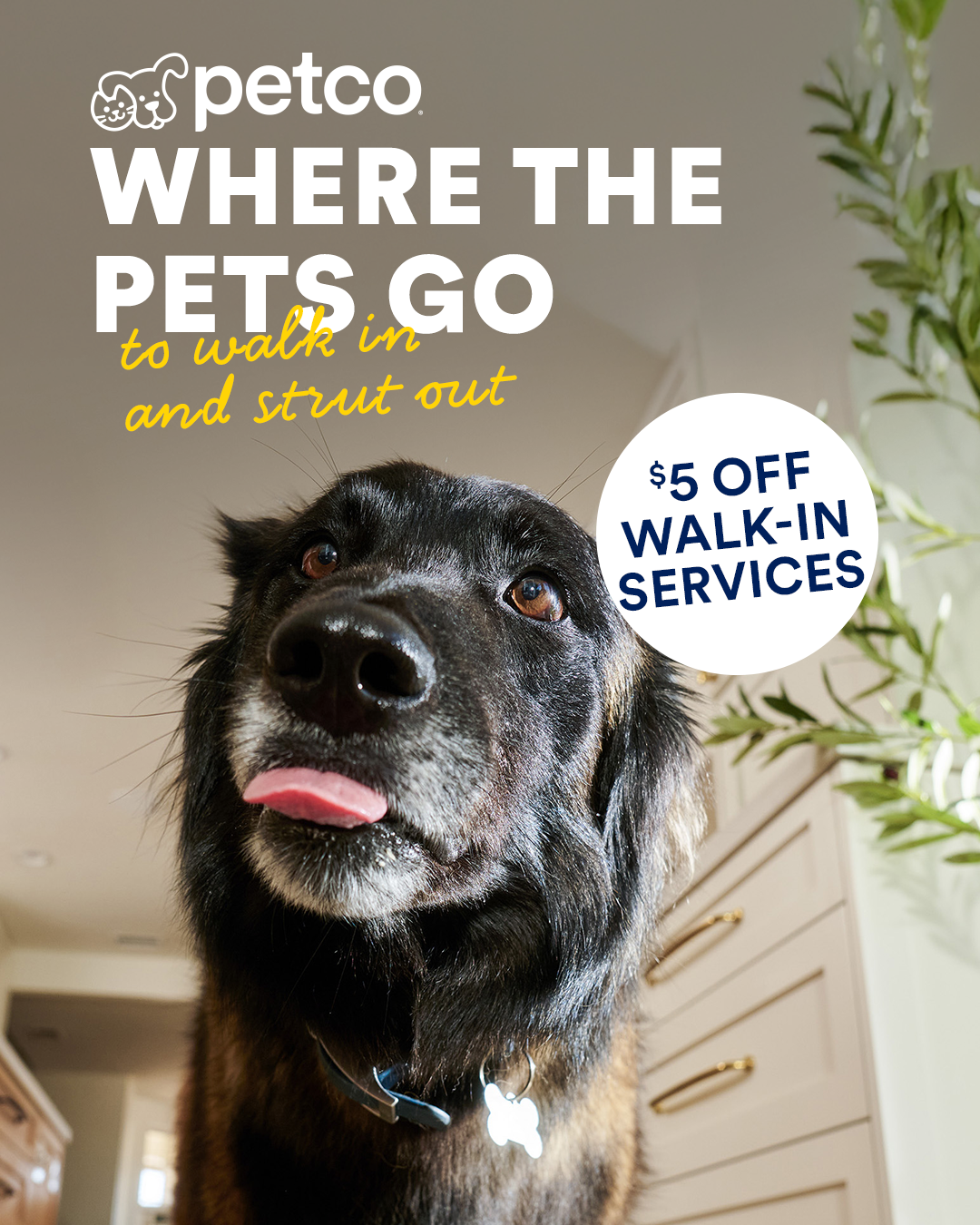 Petco Facebook ad