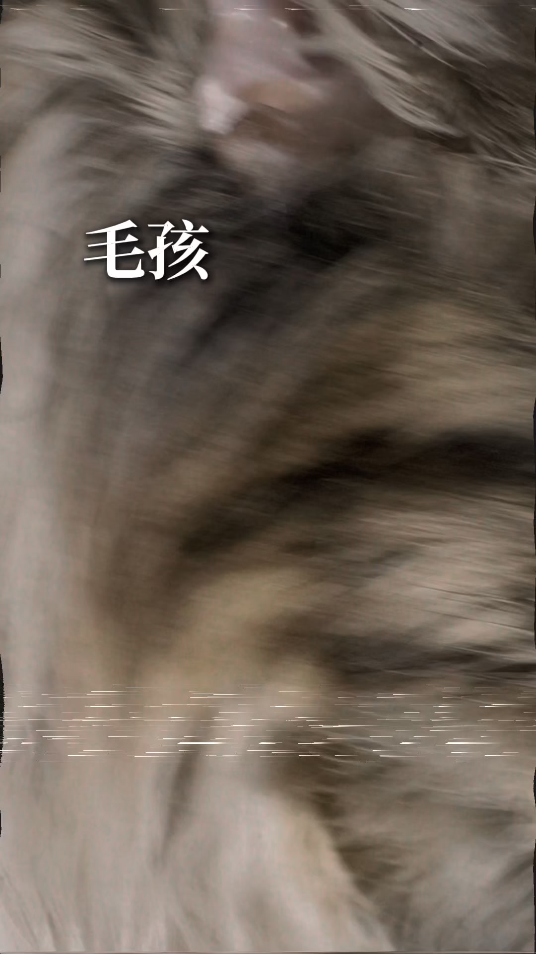 Jadever璽玥生醫 Facebook ad: 這兩天溫差好大~毛孩寶貝體驗後超!有!感!獸醫師監製 不再擔心換季 維持健康與生理機能