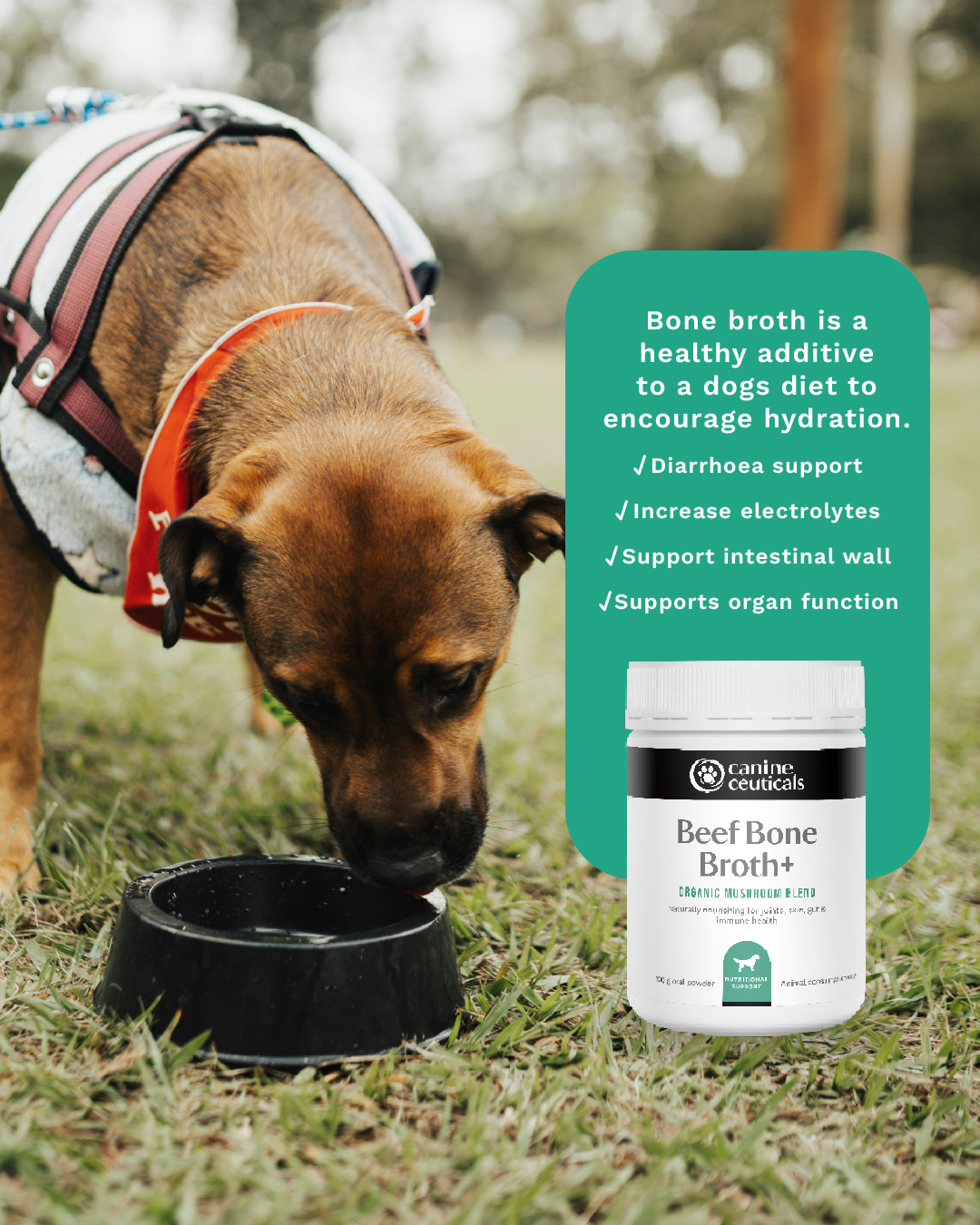 CanineCeuticals Facebook ad