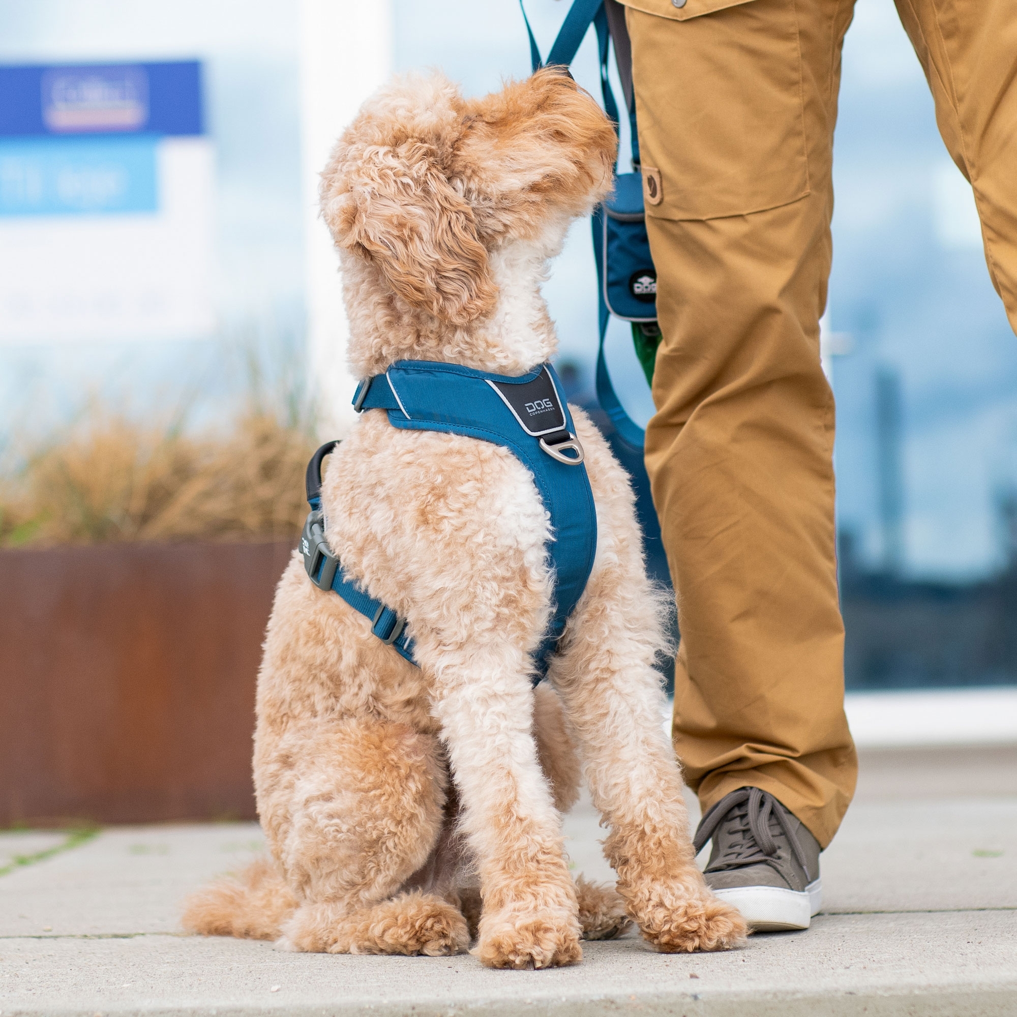 DOG Copenhagen Facebook ad: DOG Copenhagen accessori per cani