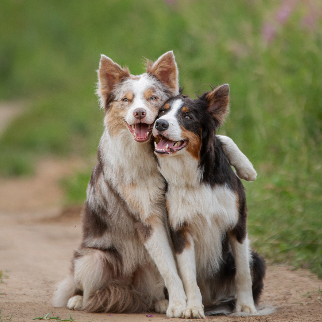 Nationwide Pet Facebook ad