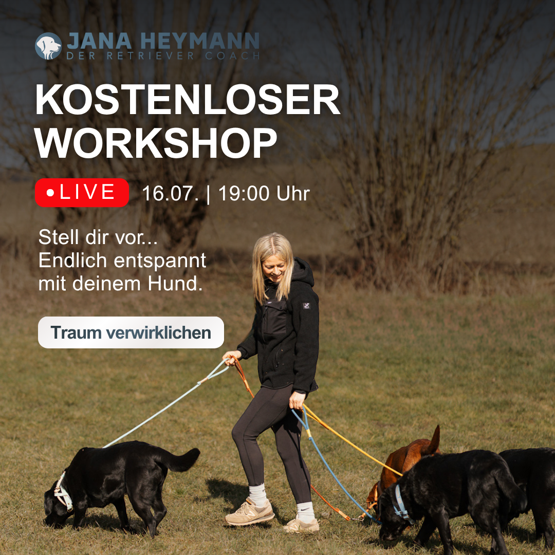 Jana Heymann - Hundetraining für Retriever Facebook ad: [ERSTMALIG] Webinar nur für deinen Retriever