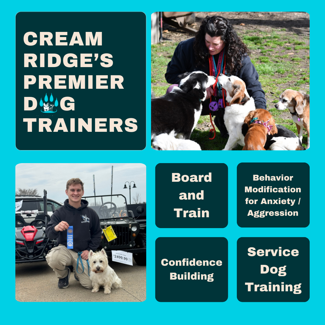 Bucks Dog Training of Central New Jersey Facebook ad: Unleash Your Dog's Full Potential Today!