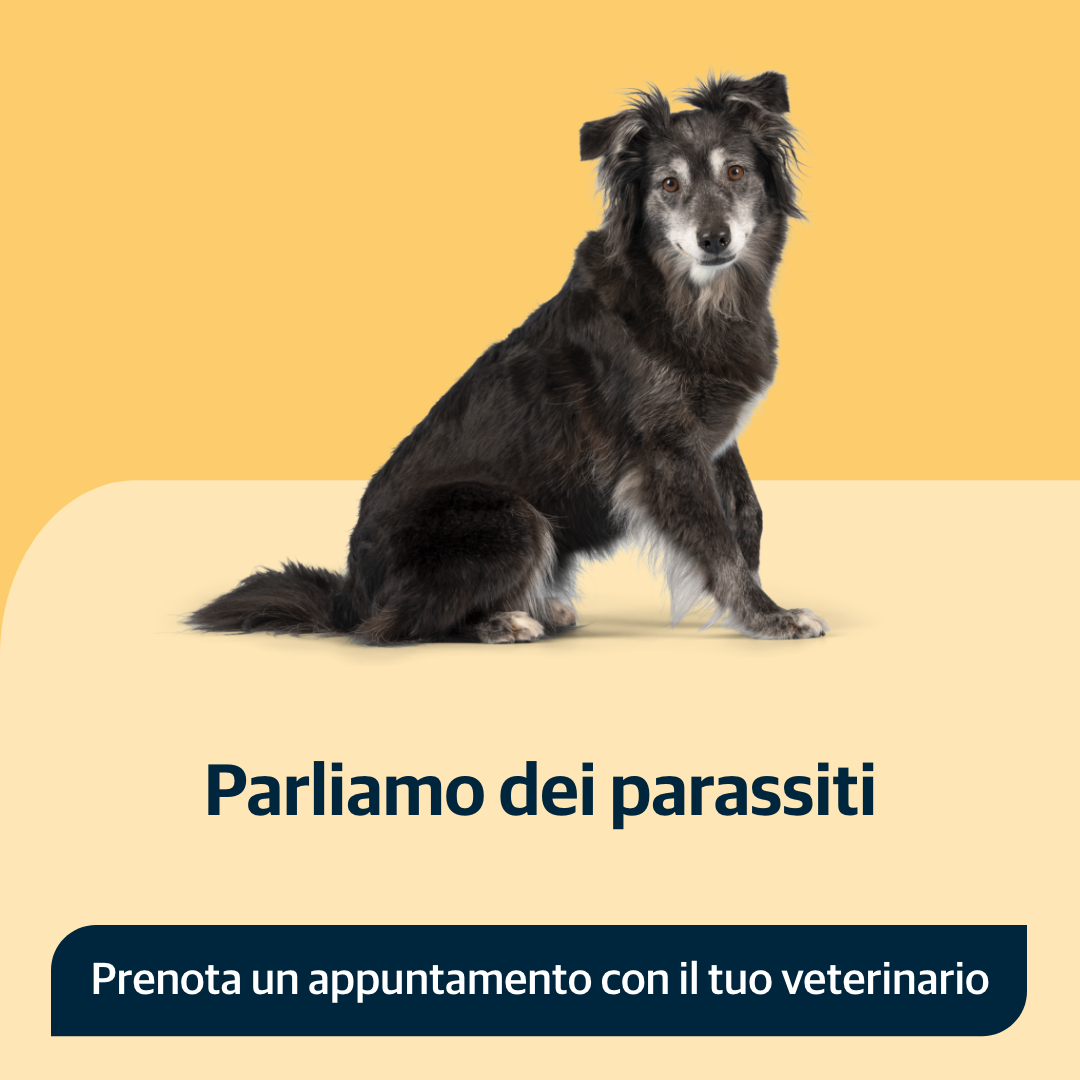 AniCura Italy Facebook ad: Parla con il tuo veterinario