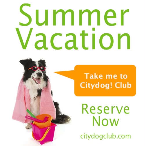 Citydog! Club Facebook ad: Citydog! Club, Dog Daycare, Dog Boarding, Dog Grooming and…